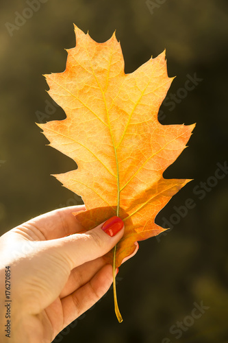 girl holding an autumn leaf in hands