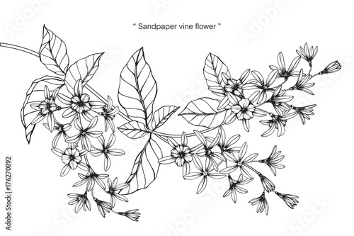 Sandpaper vine flower drawing.