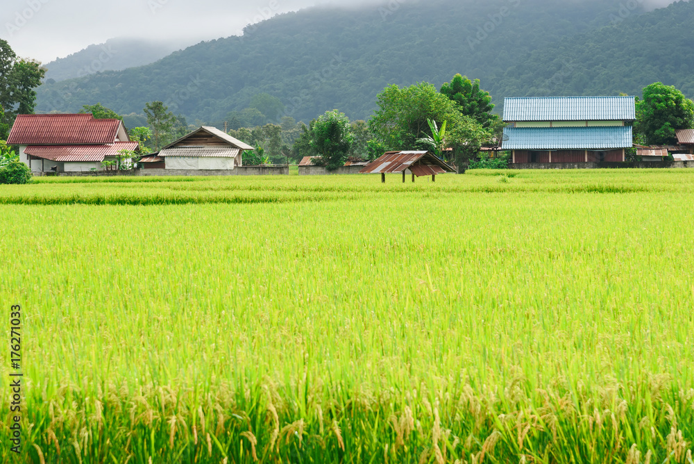 View of green rice paddy background in raining season at Nan Province, Thailand. View of green rice paddy background in raining season at Nan Province, Thailand.
