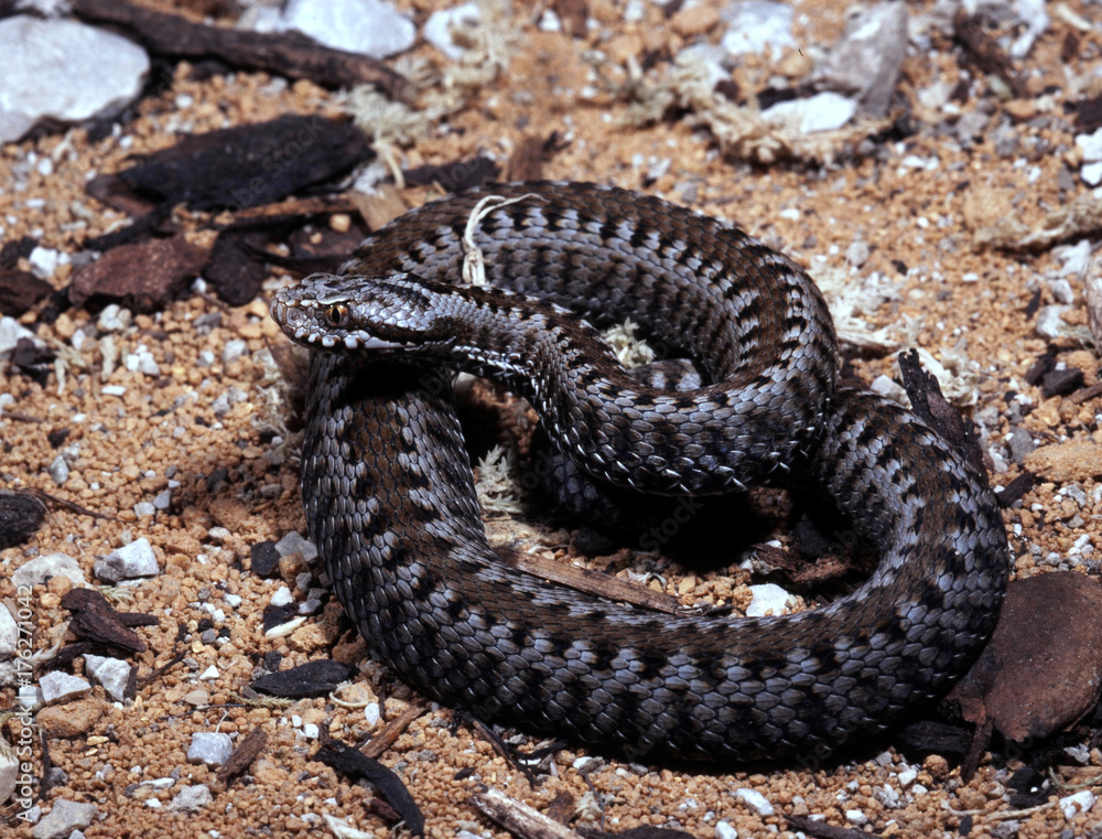 Baskian viper, Vipera seoanei seoanei curved in defensive position