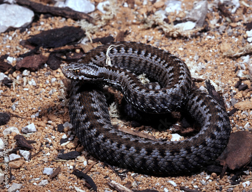 Obraz na płótnie Baskian viper, Vipera seoanei seoanei curved in defensive position w salonie
