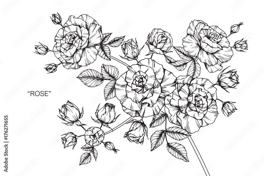 Roses flower drawing.
