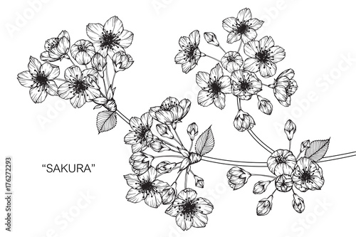 Cherry blossom flower drawing.