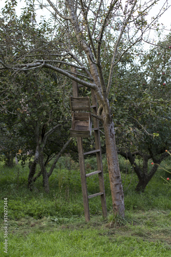 Ladder on a tree