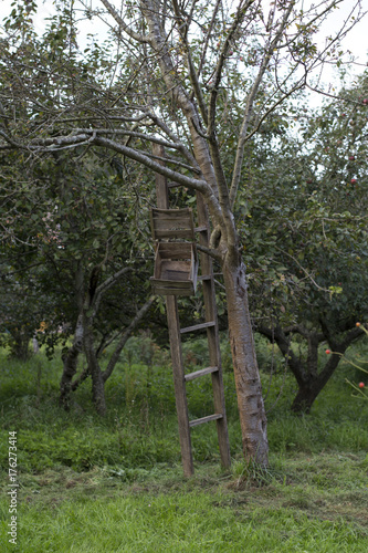 Ladder on a tree © paula sierra