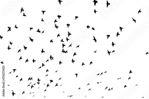 Birds in Flight © lemanieh