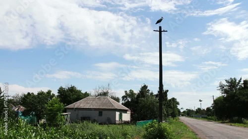 White stork sits in a nest on a pole on a summer day near a nice cozy home