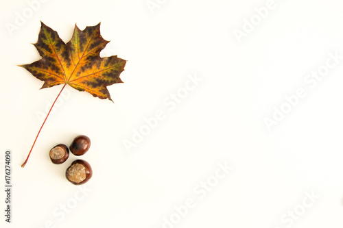 Beautiful maple leaf and three chestnuts at left side of white background - place for text photo