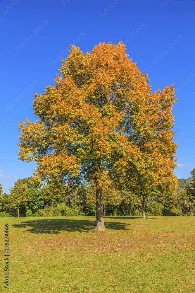 Naklejka premium Baum mit Herbstlaub