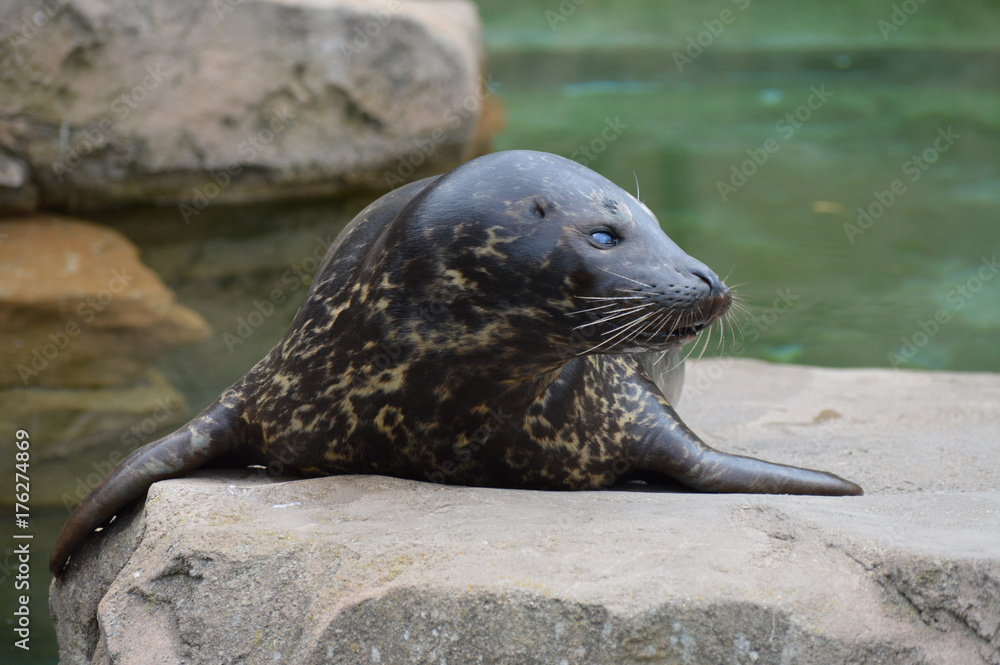 Naklejka premium Harbor seal on a rock
