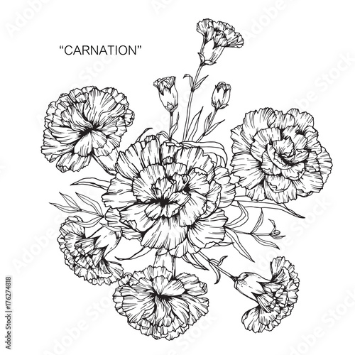 Bouquet of carnation flowers drawing.