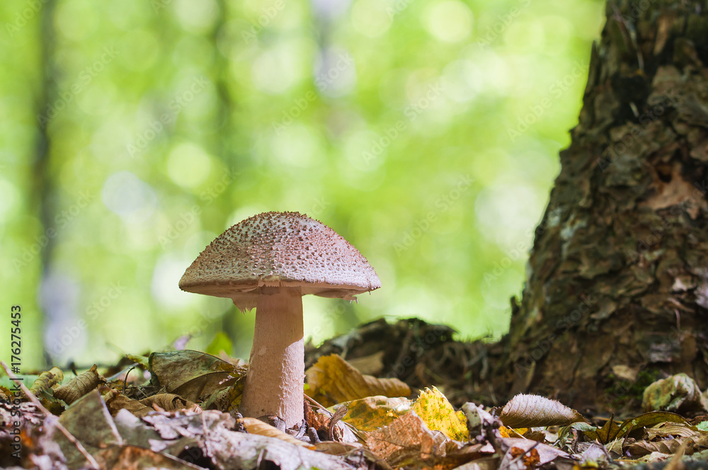 Fototapeta premium Beautiful brown mushroom growing in the woods. Edible Blusher fungi Amanita rubescens