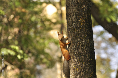Funny squirrel sitting on tree. Squirrels, wildlife, animals, nature, mammals  © Victor Lazarev