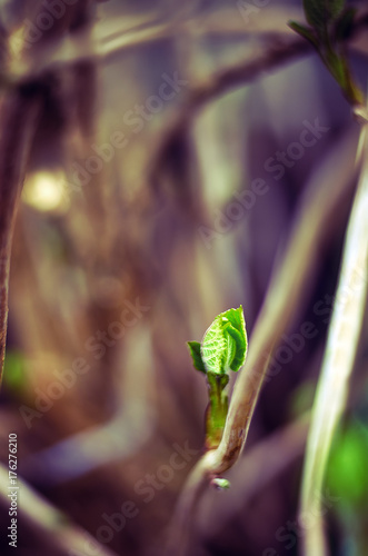 The first spring gentle leaves, buds and branches macro background, young branches with leaves and buds, First sprout on tree branch. Nature awakening in spring. © speed300