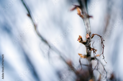 Buds on the young branches in winter