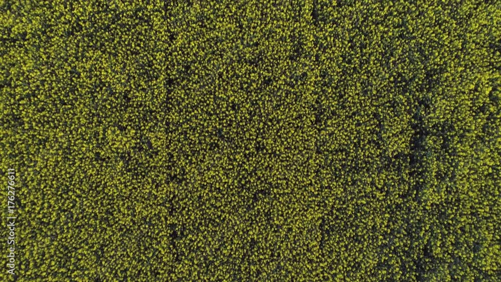 multiple top view over outdoor agriculture field plantation location:farm rural view in summer, spring, autumn.Overhead aerial establisher edit collection set.4k drone flight establishing multiple top view over outdoor agriculture field plantation location:farm rural view in summer, spring, autumn.Overhead aerial establisher edit collection set.4k drone flight establishing