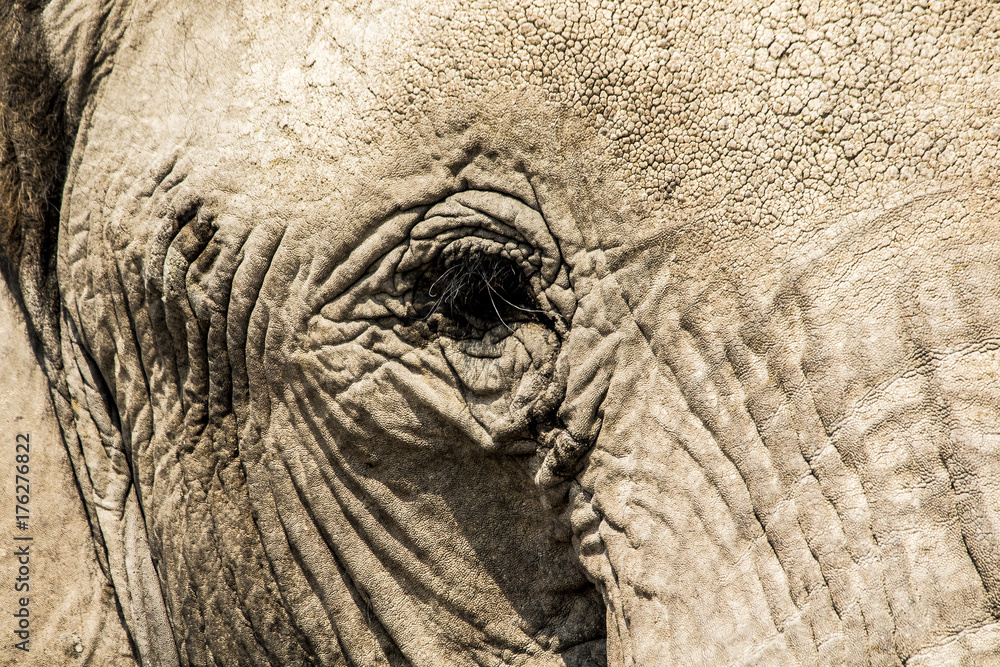Fototapeta premium Elefante in primo piano