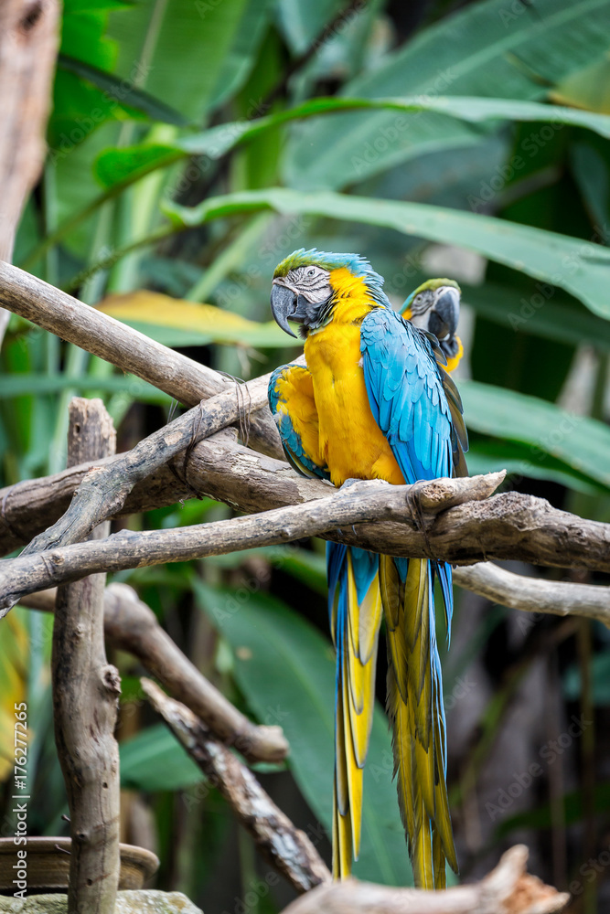 Obraz premium Great blue-yellow macaw sitting on the branch.
