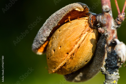 Mandelfrucht am Ast photo