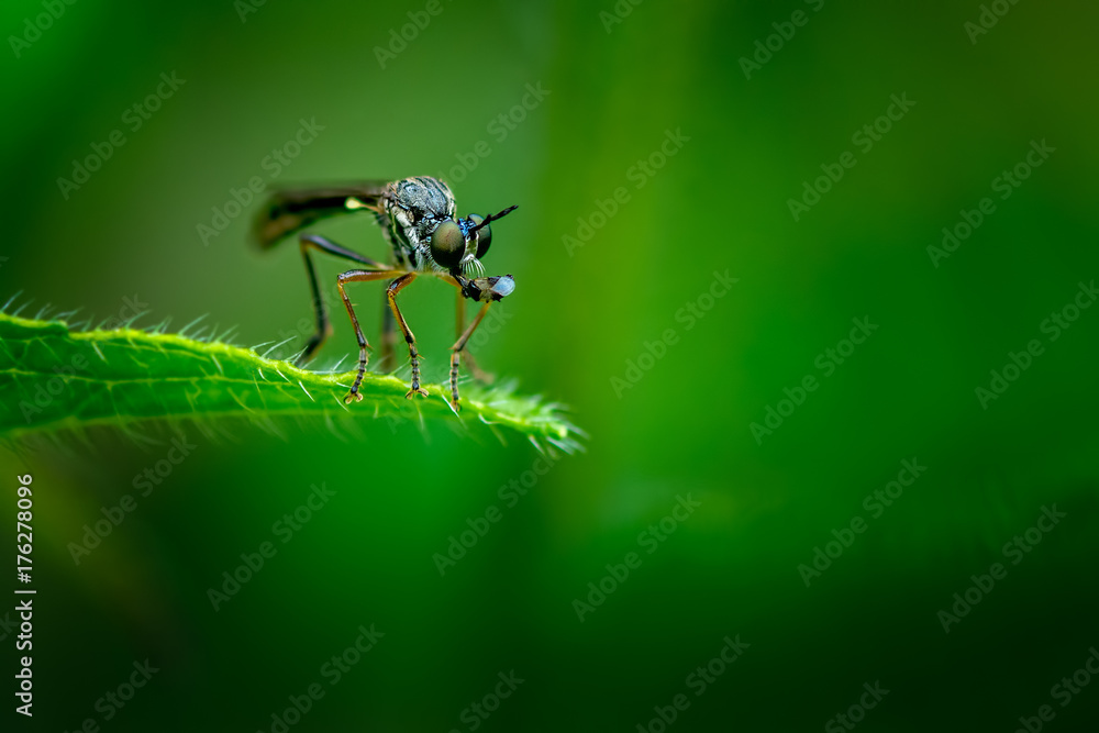 Yellow-legged Robber Fly with Prey Yellow-legged Robber Fly with Prey