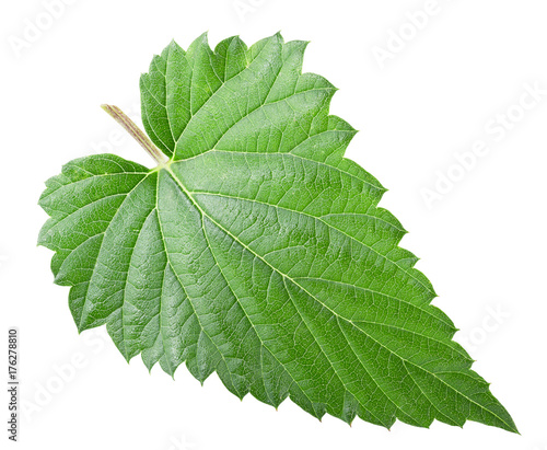 hops leaf isolated on a white background