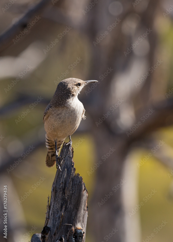 Fototapeta premium Rock wren perched on dead tree branch with another tree out of focus in the background