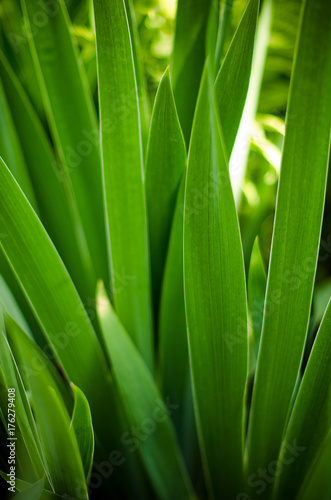 layers of bright green veined iris leaves