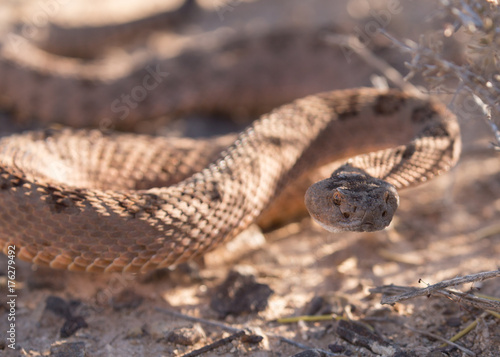 Eye level view of a diamondback rattlesnake moving towards the camera