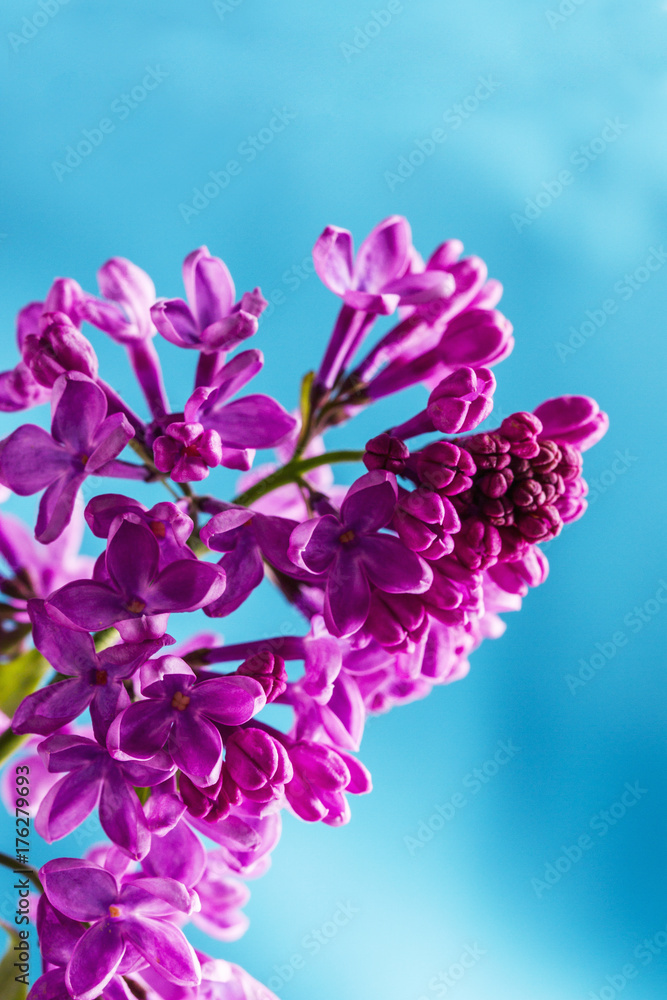 Lilac flower isolated on blue