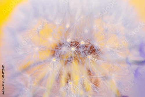 Beautiful abstract image of a fluffy white dandelion seeds in sunlight on the yellow background for use desktop  web-design or for postcards  closeup