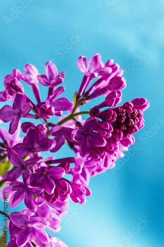 Lilac flower isolated on blue