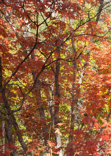 Wallpaper Mural Branches of a maple tree with red autumn leaves  Torontodigital.ca