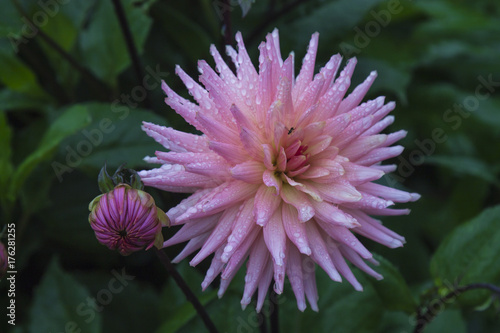 Pink flower