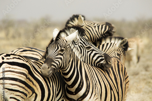 Zebre photo