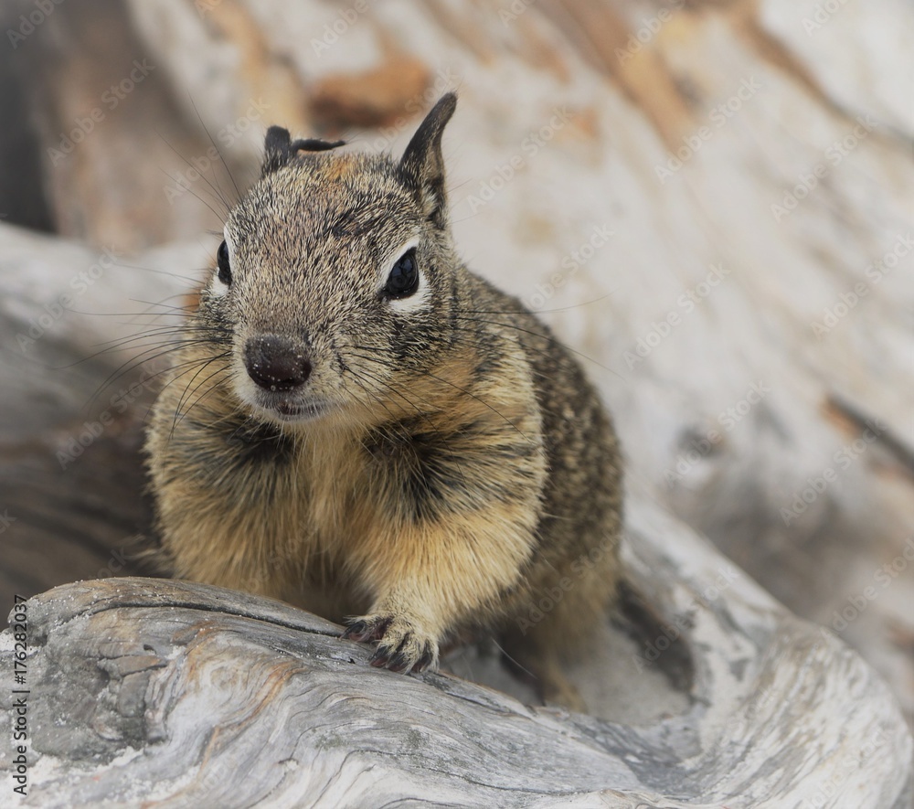 Close-up portrait of a cute squirrel on a log at the beach. Close-up portrait of a cute squirrel on a log at the beach.