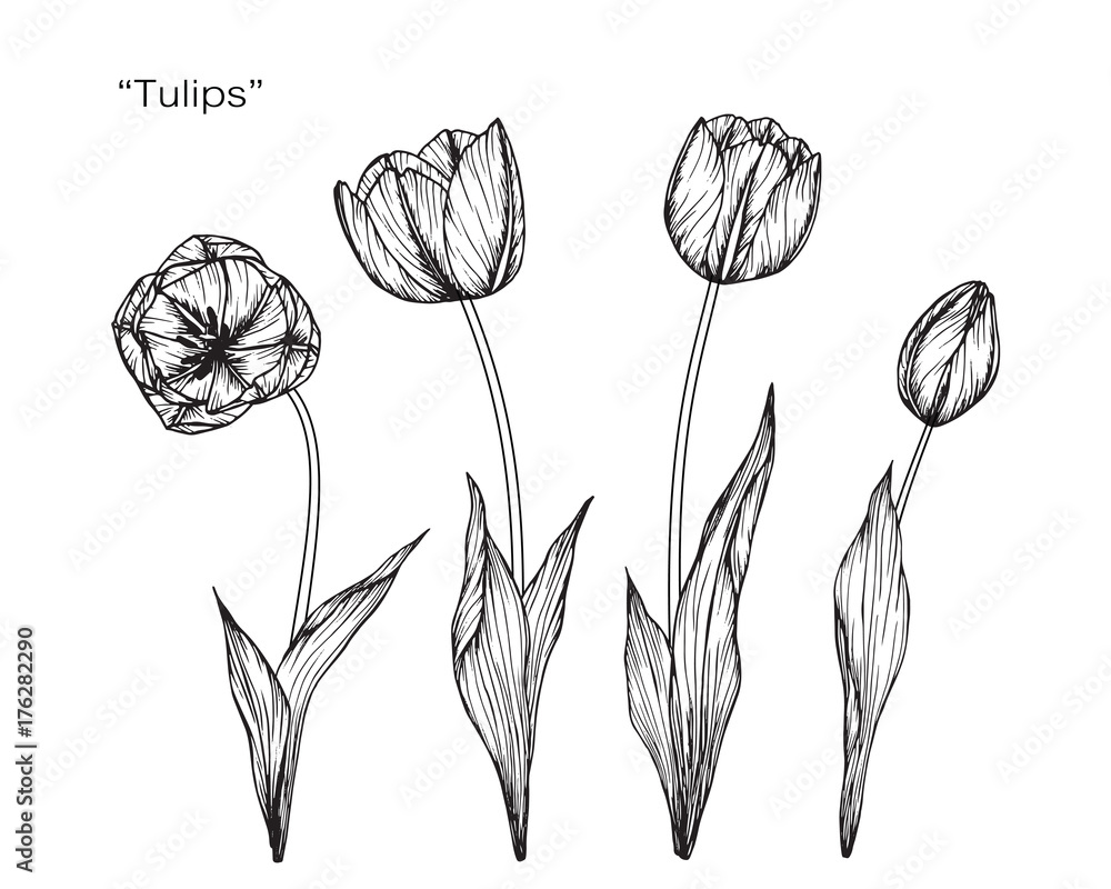 Fototapeta Tulip flower drawing.