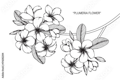 Plumeria flower drawing. photo