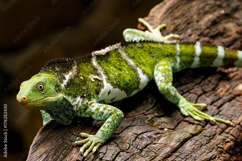 Fototapeta premium Fijian crested iguana (Brachylophus vitiensis) on Viti Levu Island, Fiji