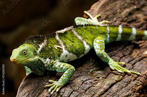 Fijian crested iguana  Brachylophus vitiensis  on Viti Levu Island  Fiji