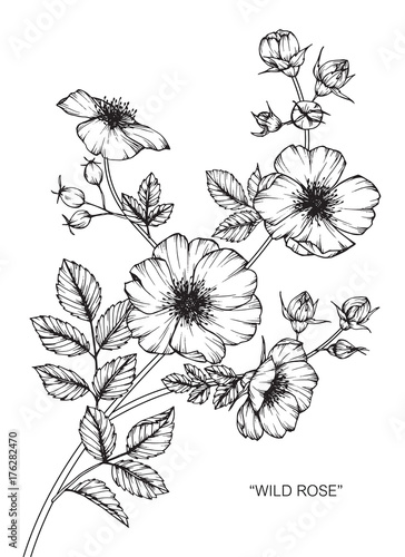 Wild rose flower drawing.