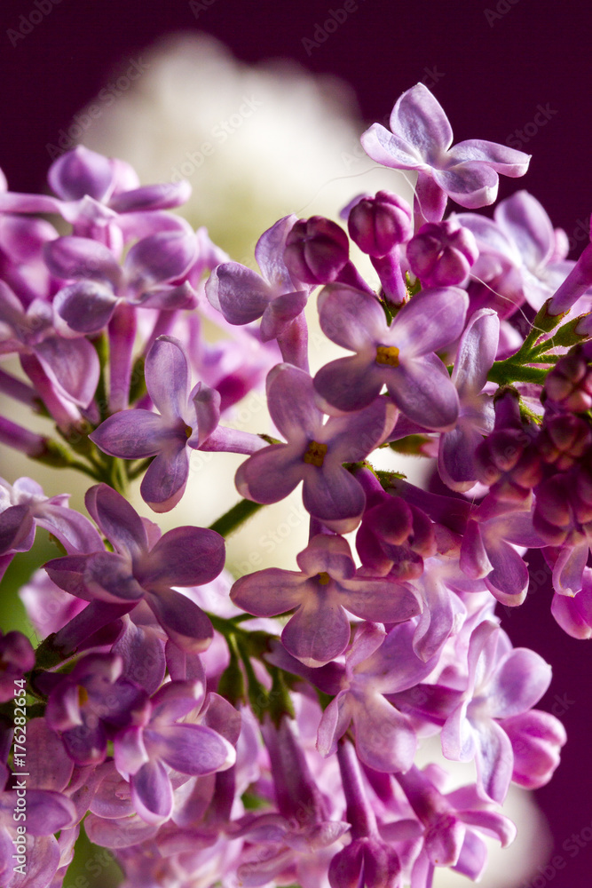 violet lilac closeup violet lilac closeup