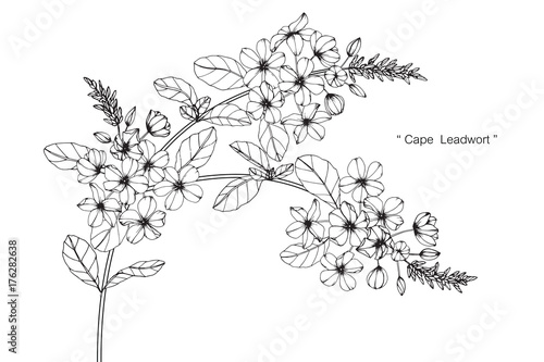 Cape leadwort flower drawing.