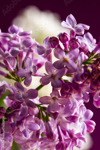 violet lilac closeup