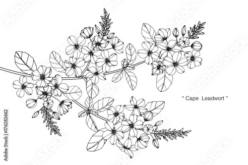 Cape leadwort flower drawing.