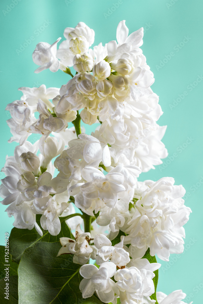 White lilac on light blue, closeup White lilac on light blue, closeup