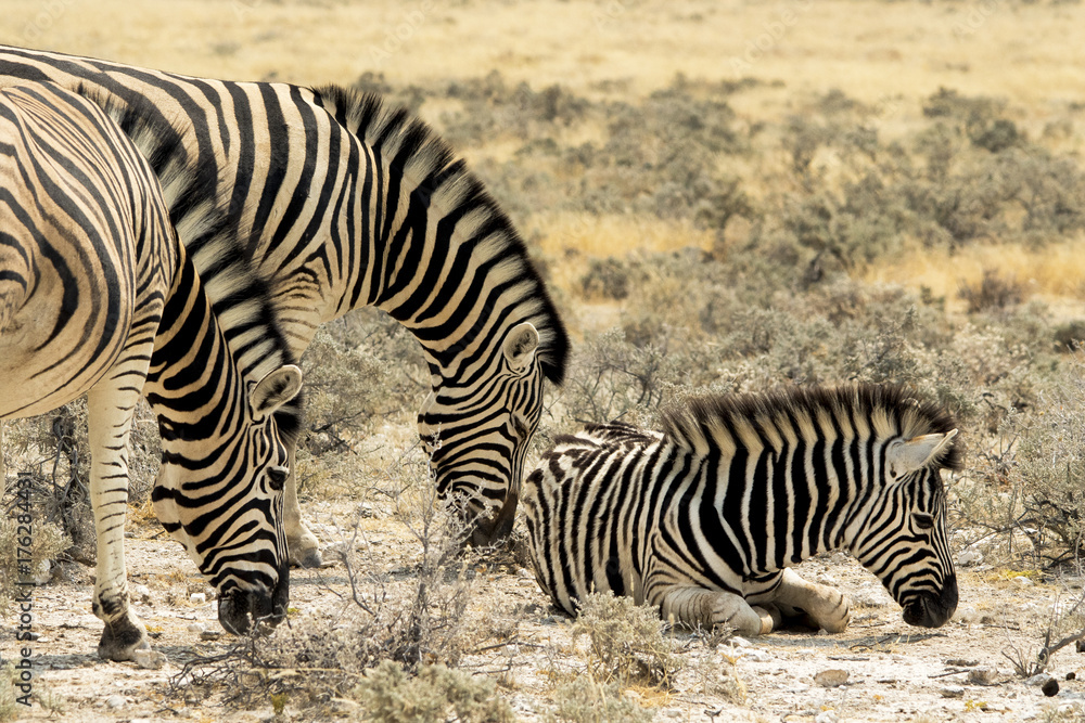 Zebre Zebre
