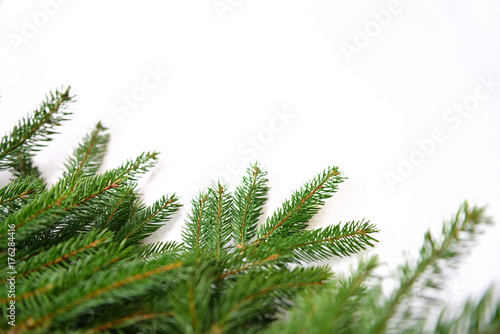Fir tree branch isolated on white background © OlgaChan