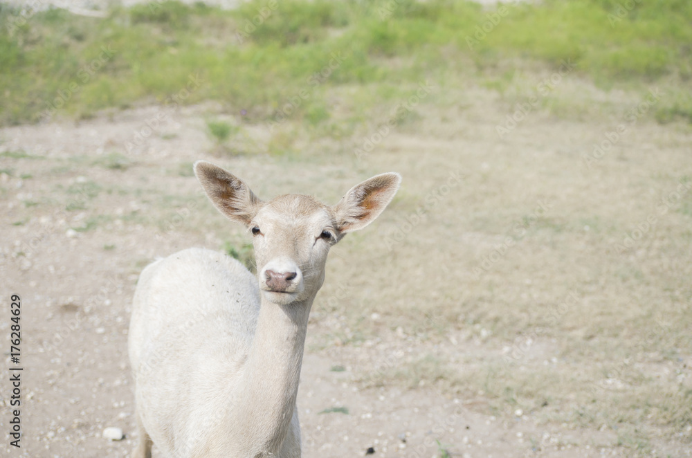 Cute white deer in field. Young wild animal being calm for portrait. Cute white deer in field. Young wild animal being calm for portrait.