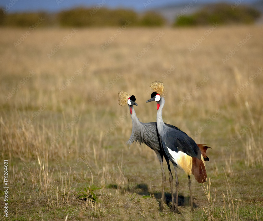 A pair of crowned cranes walk next to each other in a courtship dance