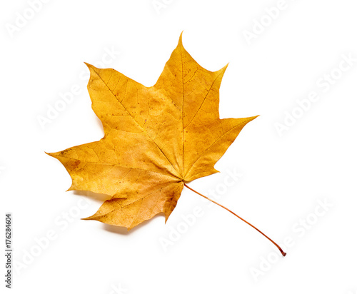 Autumn leaf isolated with clipping path.